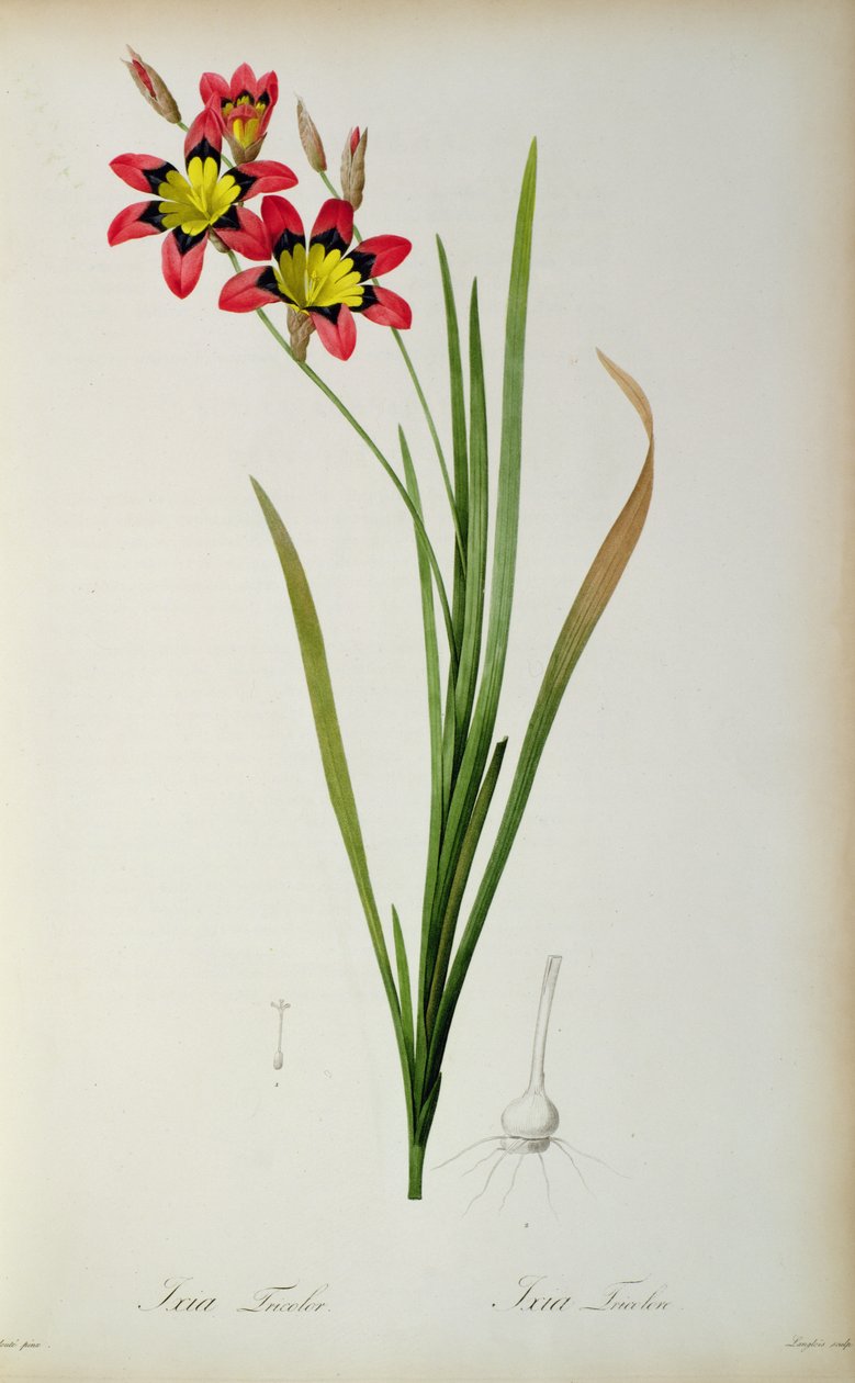 Ixia Tricolor, från `Les Liliacees