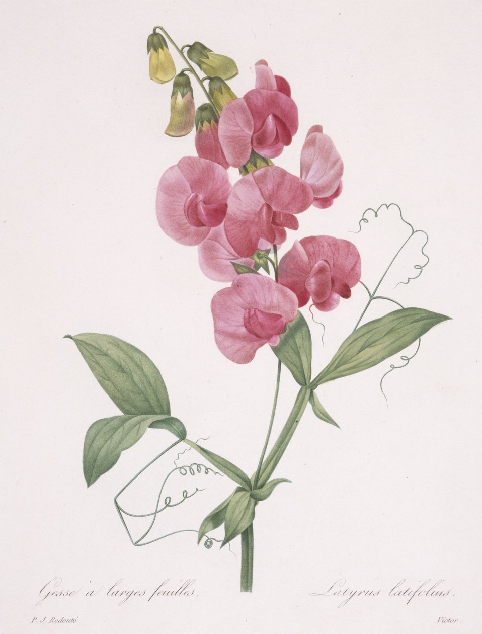 Lathyrus latifolius (Everlasting Pea), 1827 av Pierre Joseph Redouté