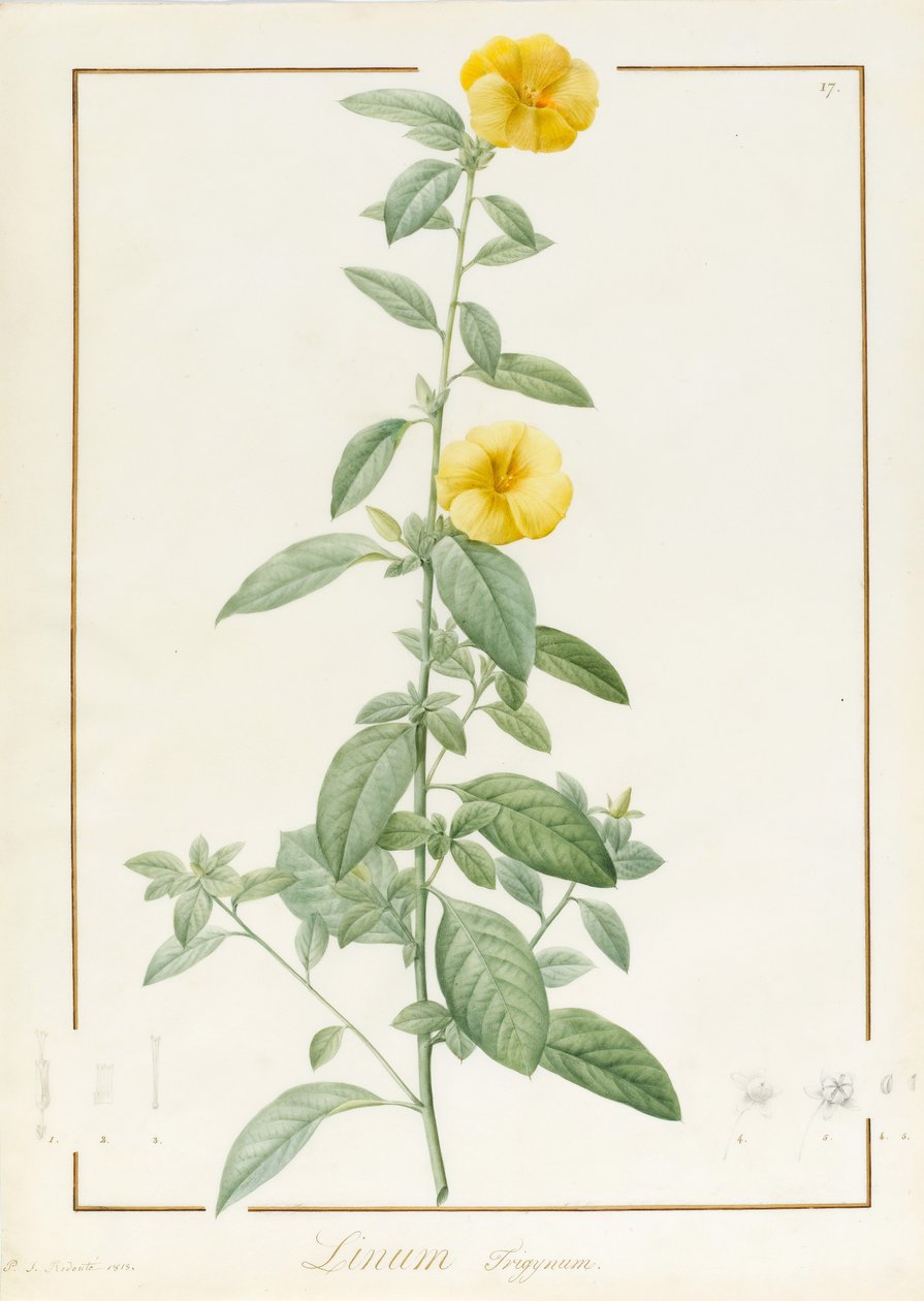Linium Trigynum, 1813 (wc und bodycolour över spår av grafit på pergament) av Pierre Joseph Redouté