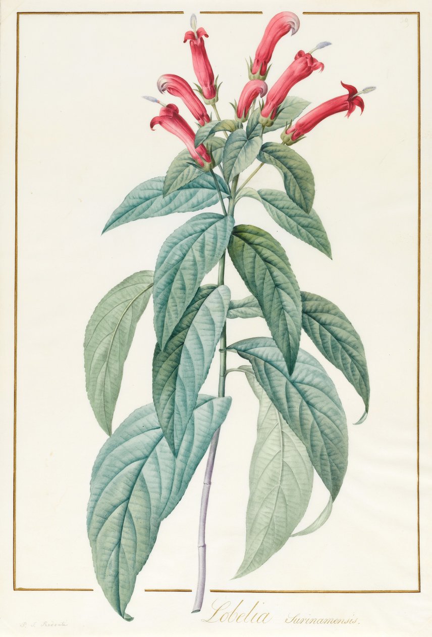 Lobelia Surinamensis (wc och bodycolour över grafit på pergament) av Pierre Joseph Redouté