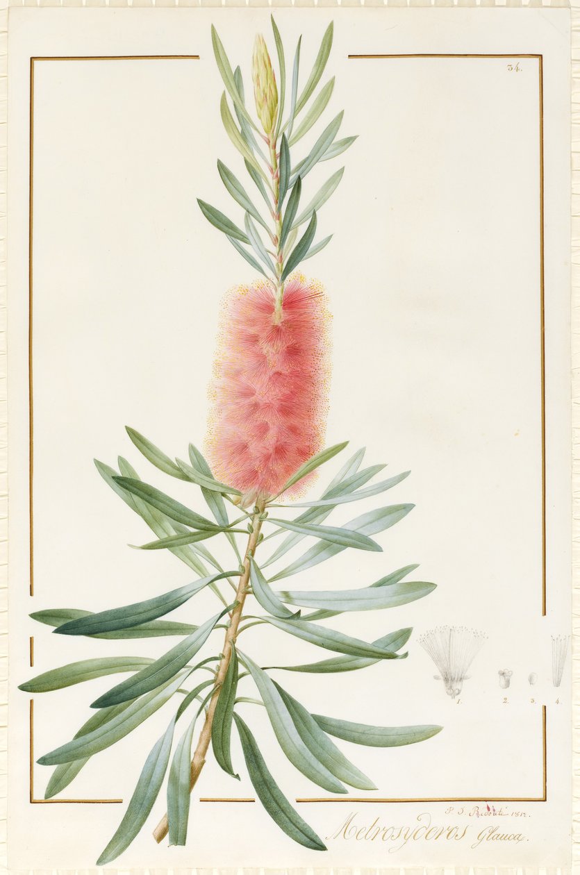 Metrosyderos Glauca, 1812 (wc och kroppsfärg över grafit på veläng) av Pierre Joseph Redouté