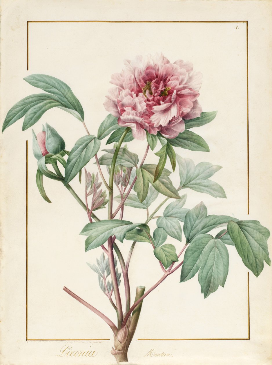 Paeonia Montan (grafit och wc på veläng) av Pierre Joseph Redouté