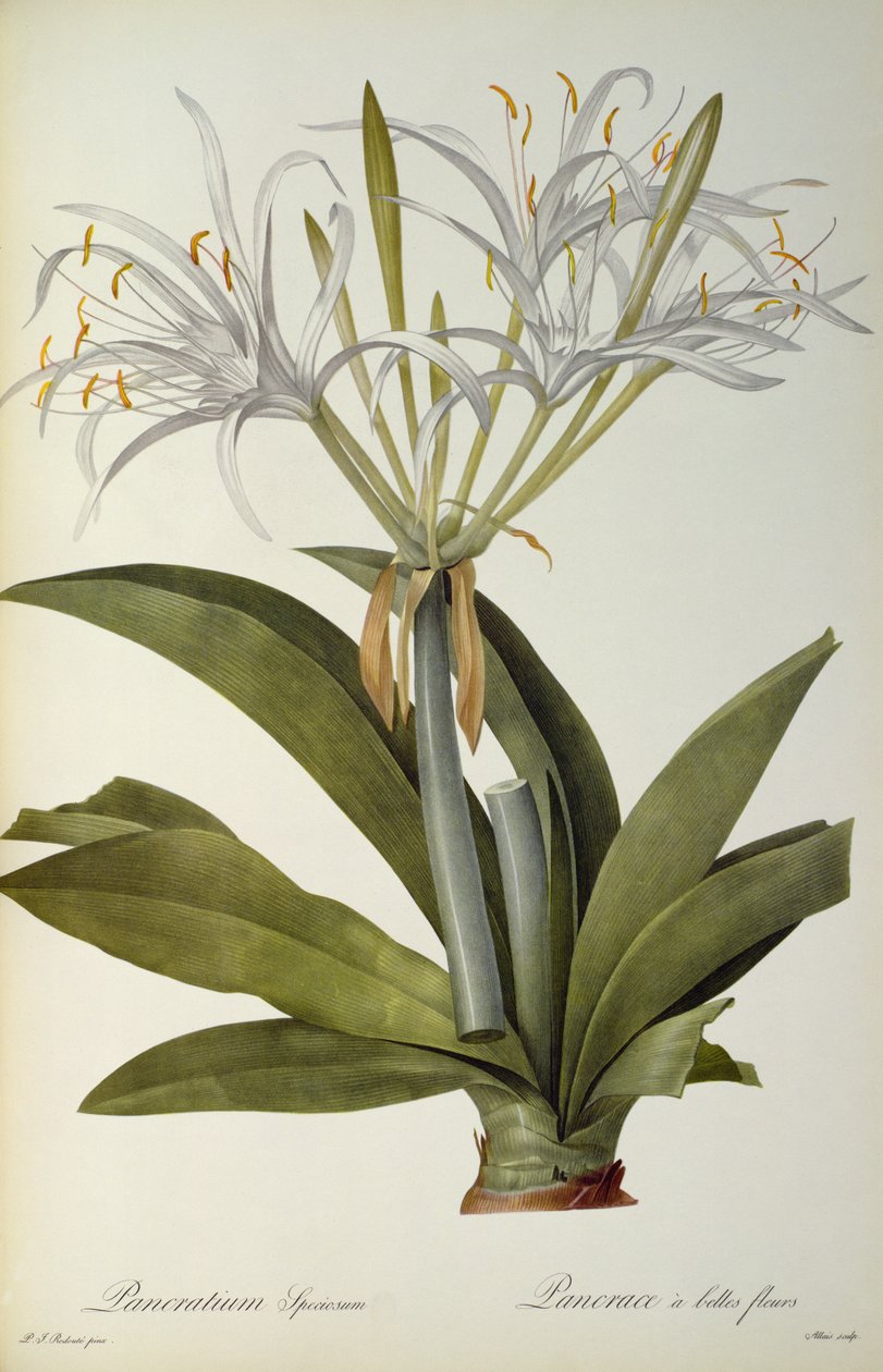 Pancratium speciosum, från "Les Liliacees", 1806. av Pierre Joseph Redouté