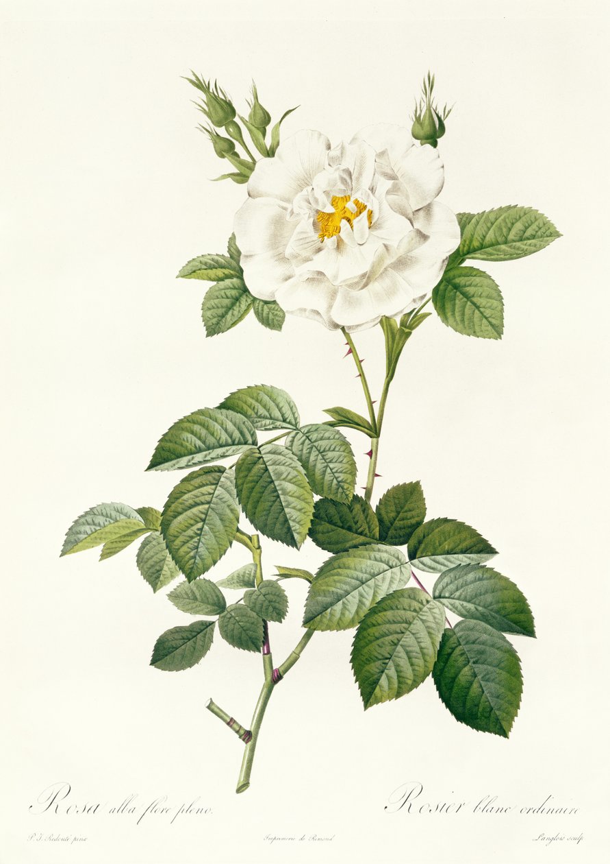 Rosa Alba flore pleno av Pierre Joseph Redouté