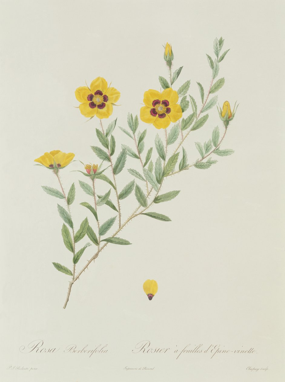 Rosa Berberifolia av Pierre Joseph Redouté