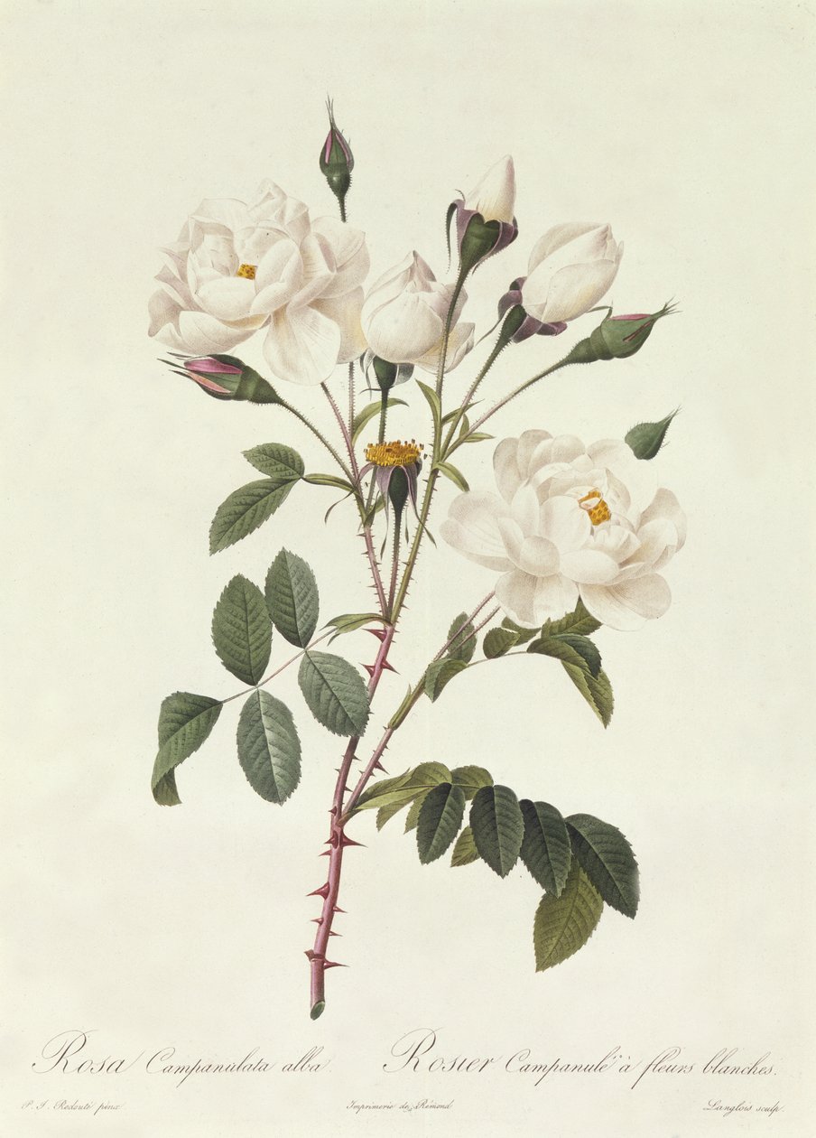 Rosa Campanulata Alba av Pierre Joseph Redouté