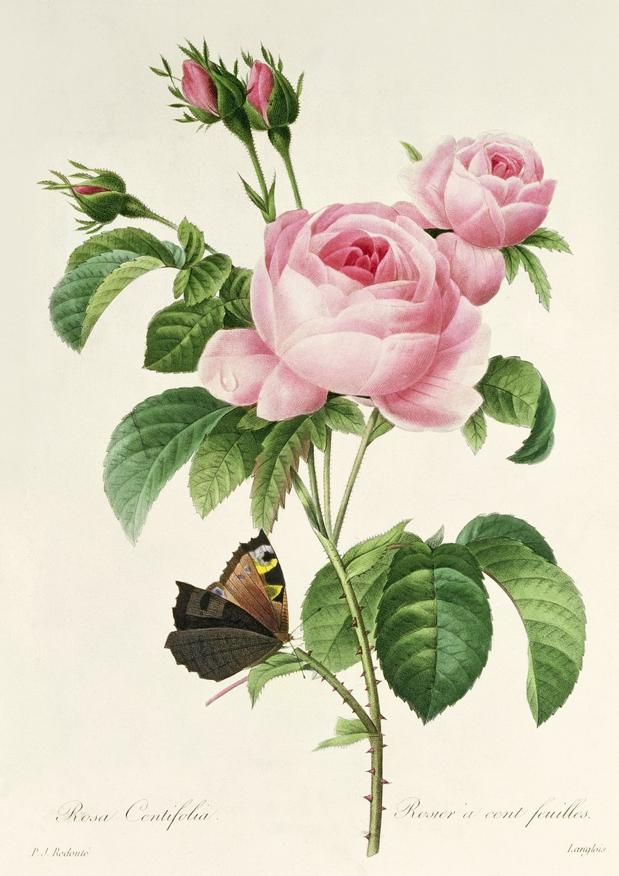 Rose Centifolia av Pierre Joseph Redouté