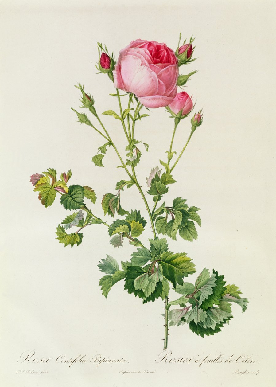 Rosa Centifolia Bipinnata av Pierre Joseph Redouté