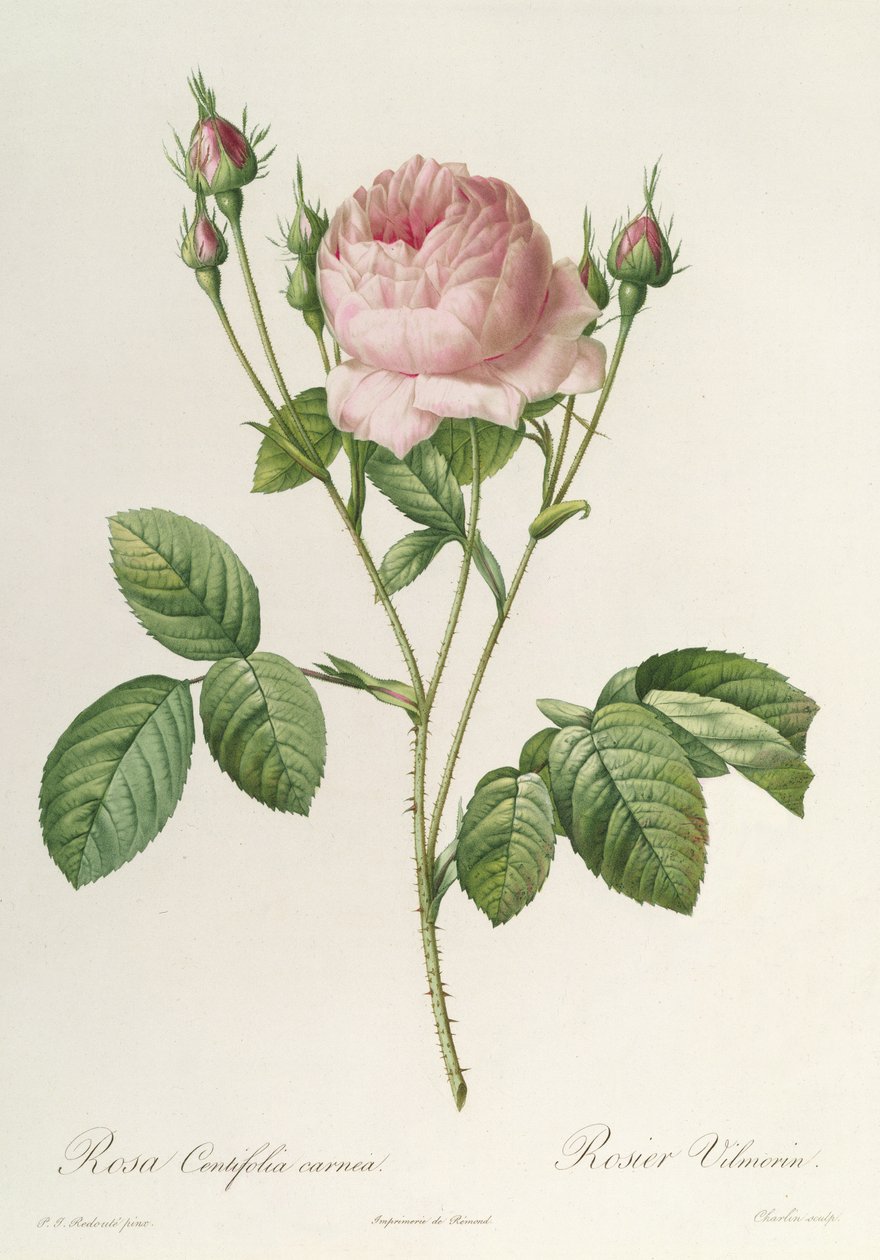 Rosa Centifolia Carnea, från 