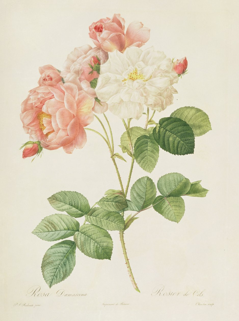 Rosa Damascena, från 