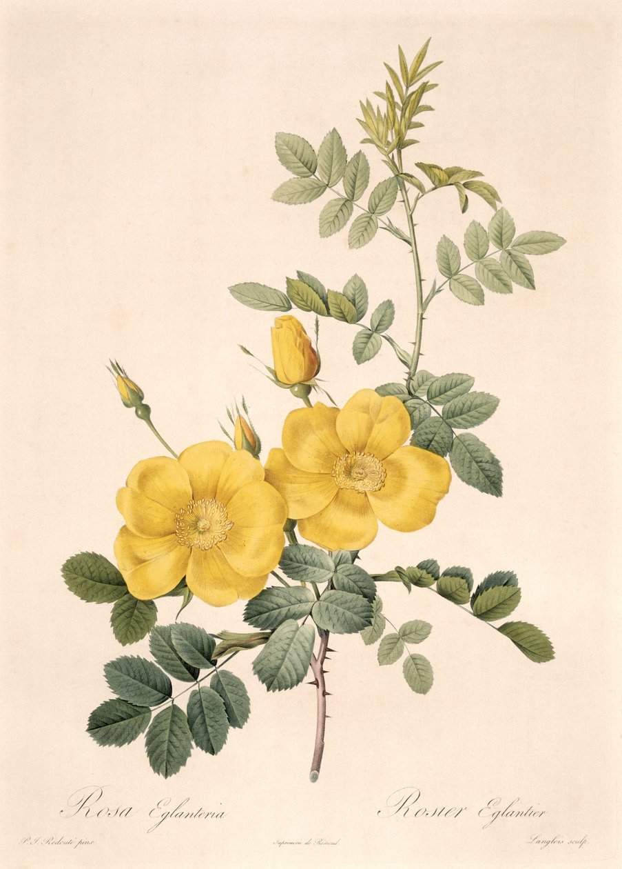 Rosa Eglanteria av Pierre Joseph Redouté