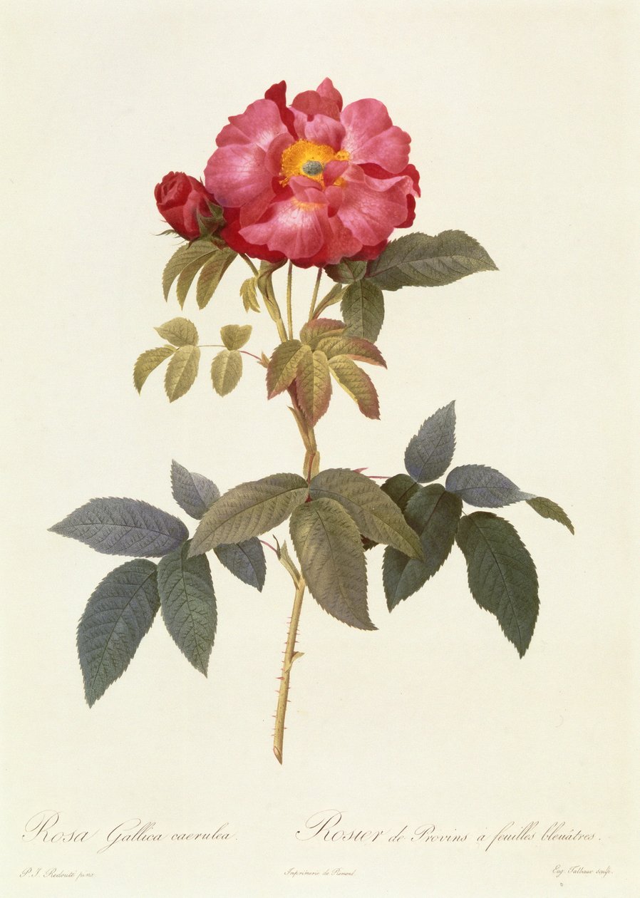 Rosa Gallica Caerulea av Pierre Joseph Redouté