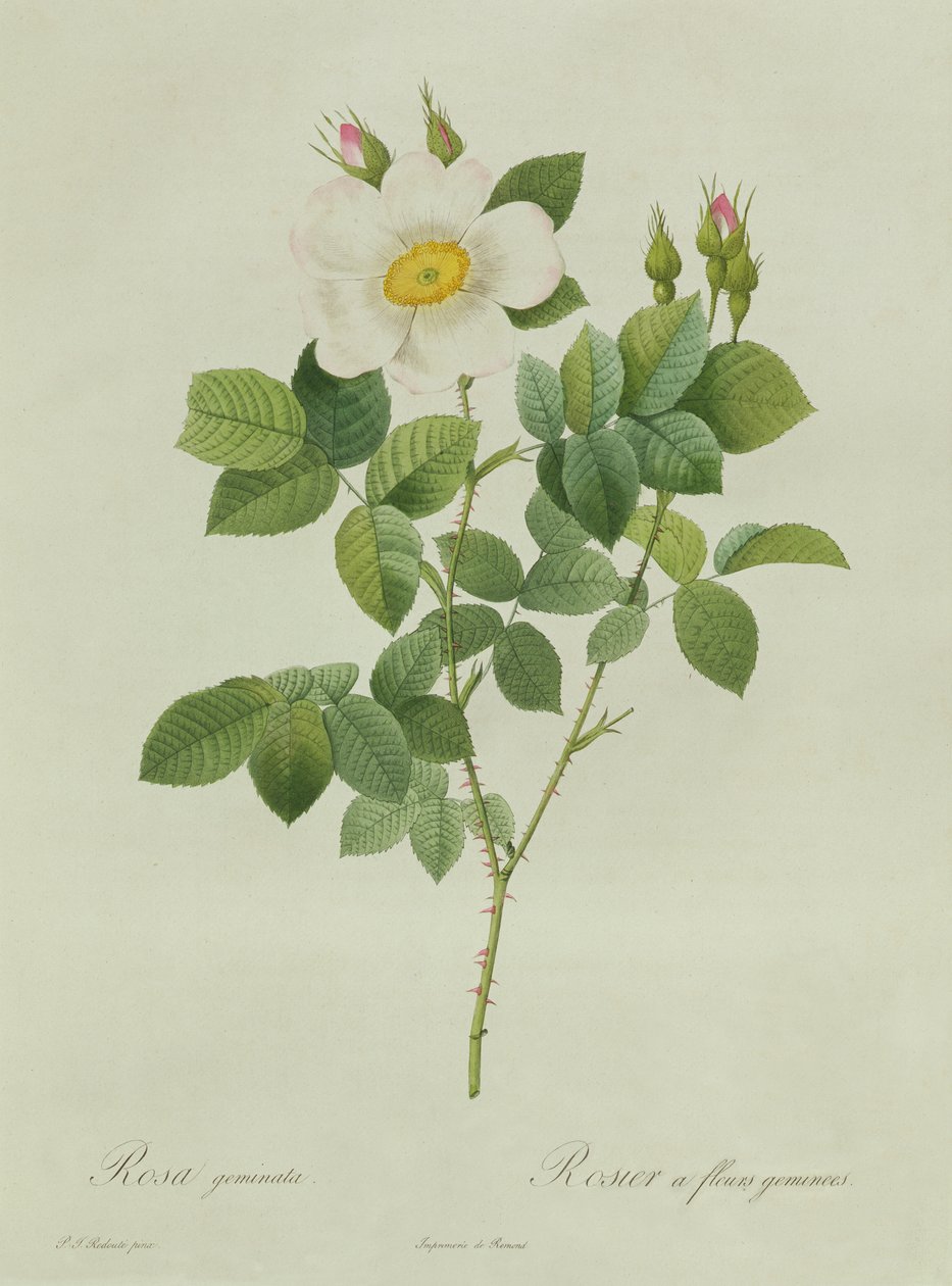 Rose Geminata av Pierre Joseph Redouté