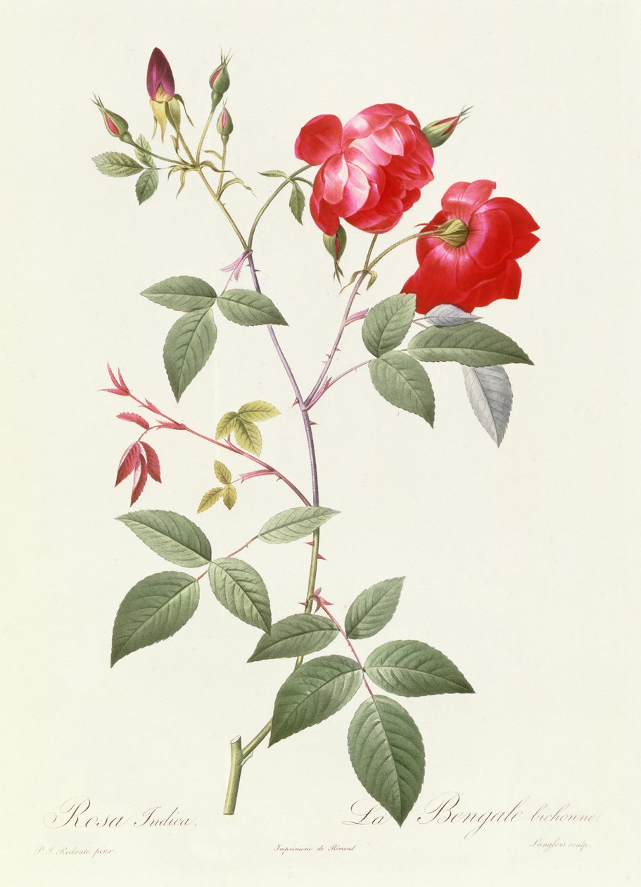 Indica rosa av Pierre Joseph Redouté