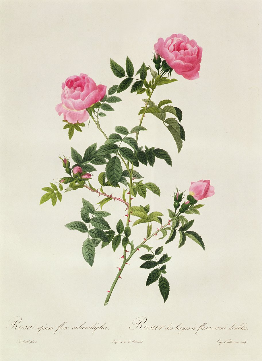 Rosa Sepium Flore Submultiplici av Pierre Joseph Redouté