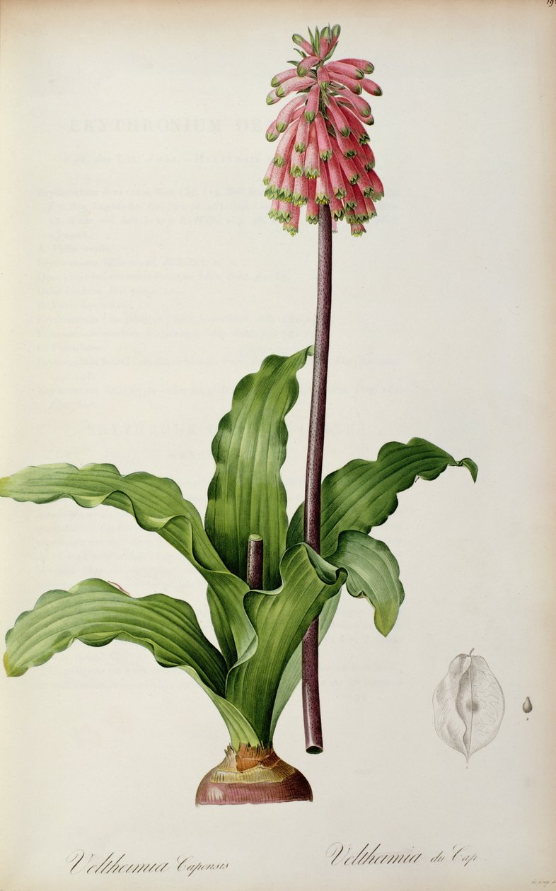 Veltheimia Capensis, från `Les Liliacees