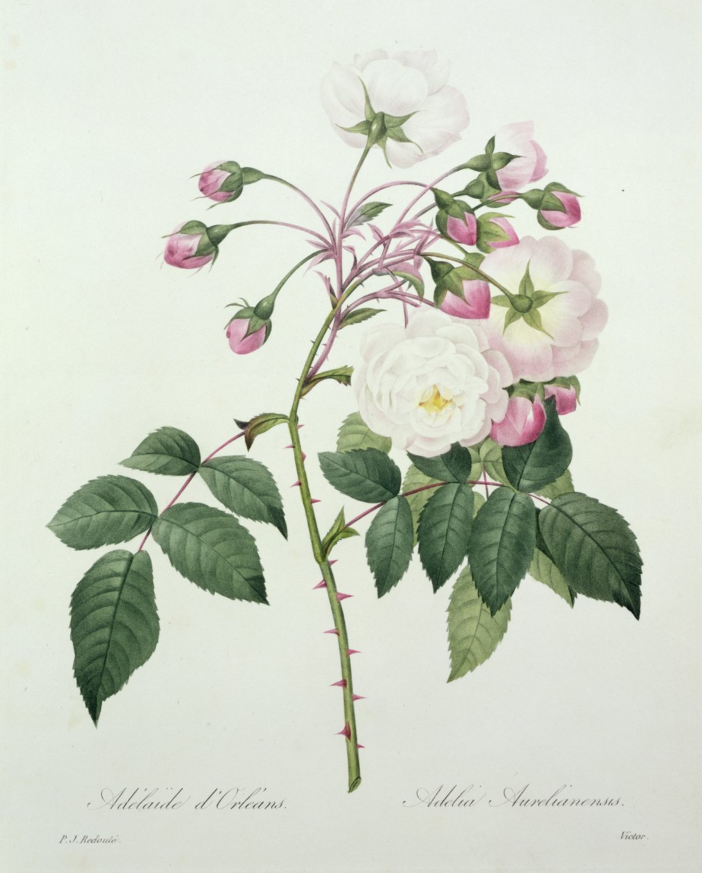 Adelia aurelianensis, graverad av Victor, från "Choice of the Most Beautiful Flowers", 1827 av Pierre Joseph Redouté