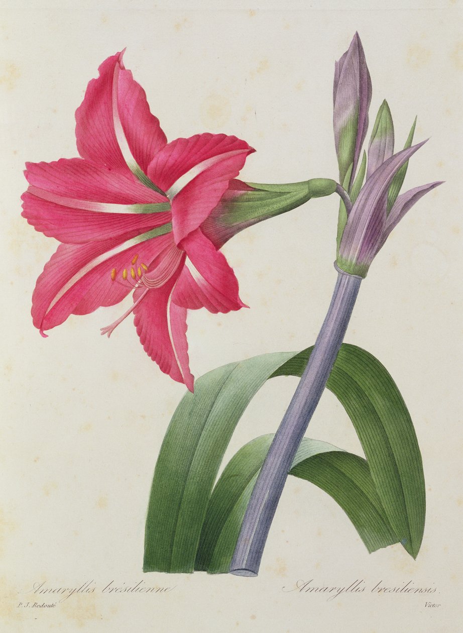 Amaryllis bresiliensis (brasiliansk amaryllis), graverad av Victor, från "Choix des Plus Belles Fleur", c.1827-33 av Pierre Joseph Redouté