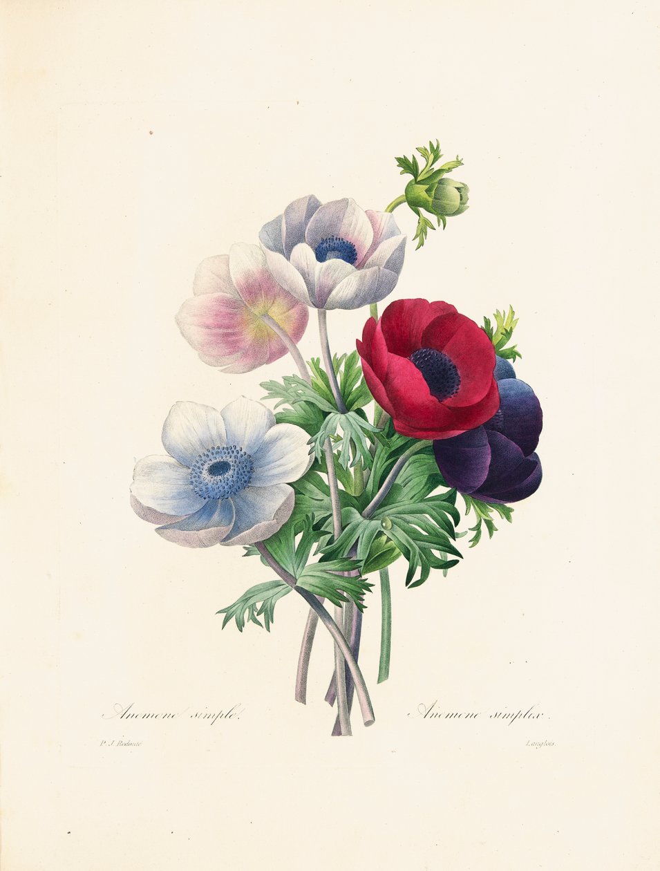 Anemon, graverad av Langlois, från "Choix des Plus Belles Fleurs et des Plus Beaux Fruits", Vol. II, 1827-33. av Pierre Joseph Redouté
