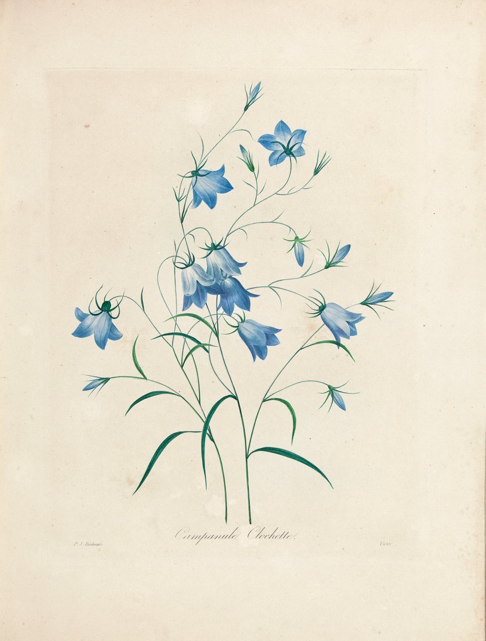 Blåklockor, från "Val av de vackraste blommorna och de vackraste frukterna", 1827-33 av Pierre Joseph Redouté