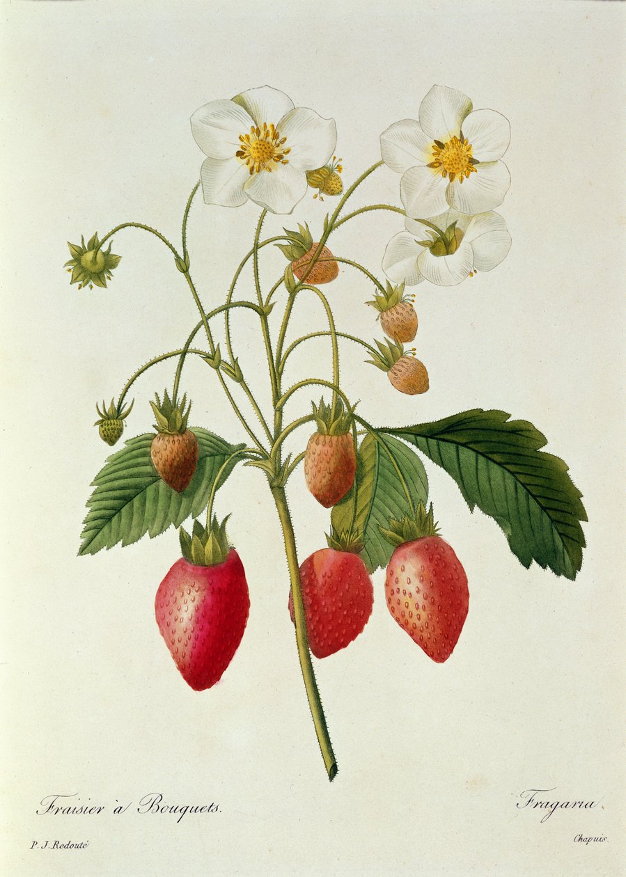 Fragaria (Jordgubbe), graverad av Chapuis, från "Choice of the Most Beautiful Flowers", 1827-33 av Pierre Joseph Redouté