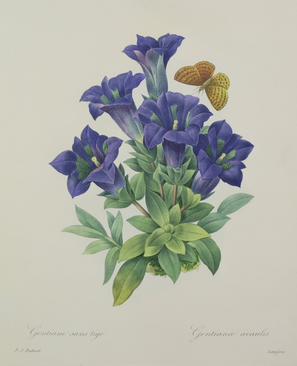 Gentiana acaulis (trumpetgentiana), graverad av Langlois, från "Choice of the Most Beautiful Flowers", 1827 av Pierre Joseph Redouté