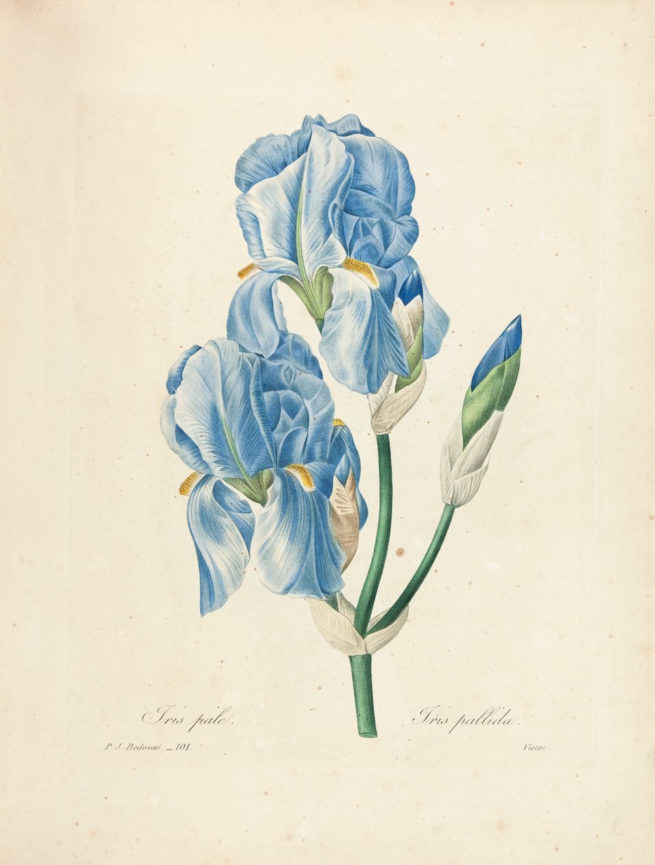 Iris Pallida, graverad av Victor, från "Val av de vackraste blommorna och de vackraste frukterna", Vol. II, 1827-33 av Pierre Joseph Redouté