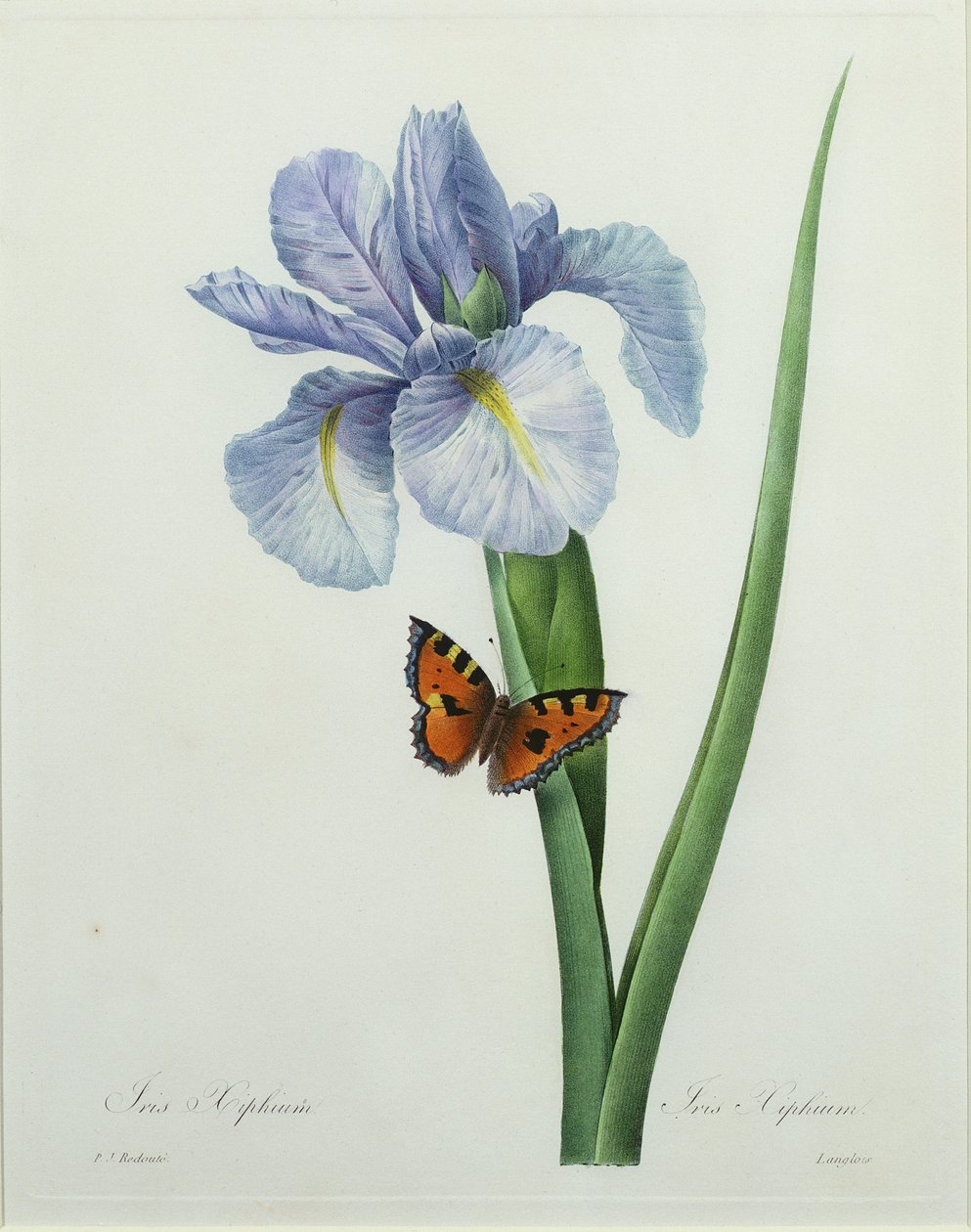 Iris xiphium, graverad av Langlois, från "Choice of the Most Beautiful Flowers", 1827 av Pierre Joseph Redouté