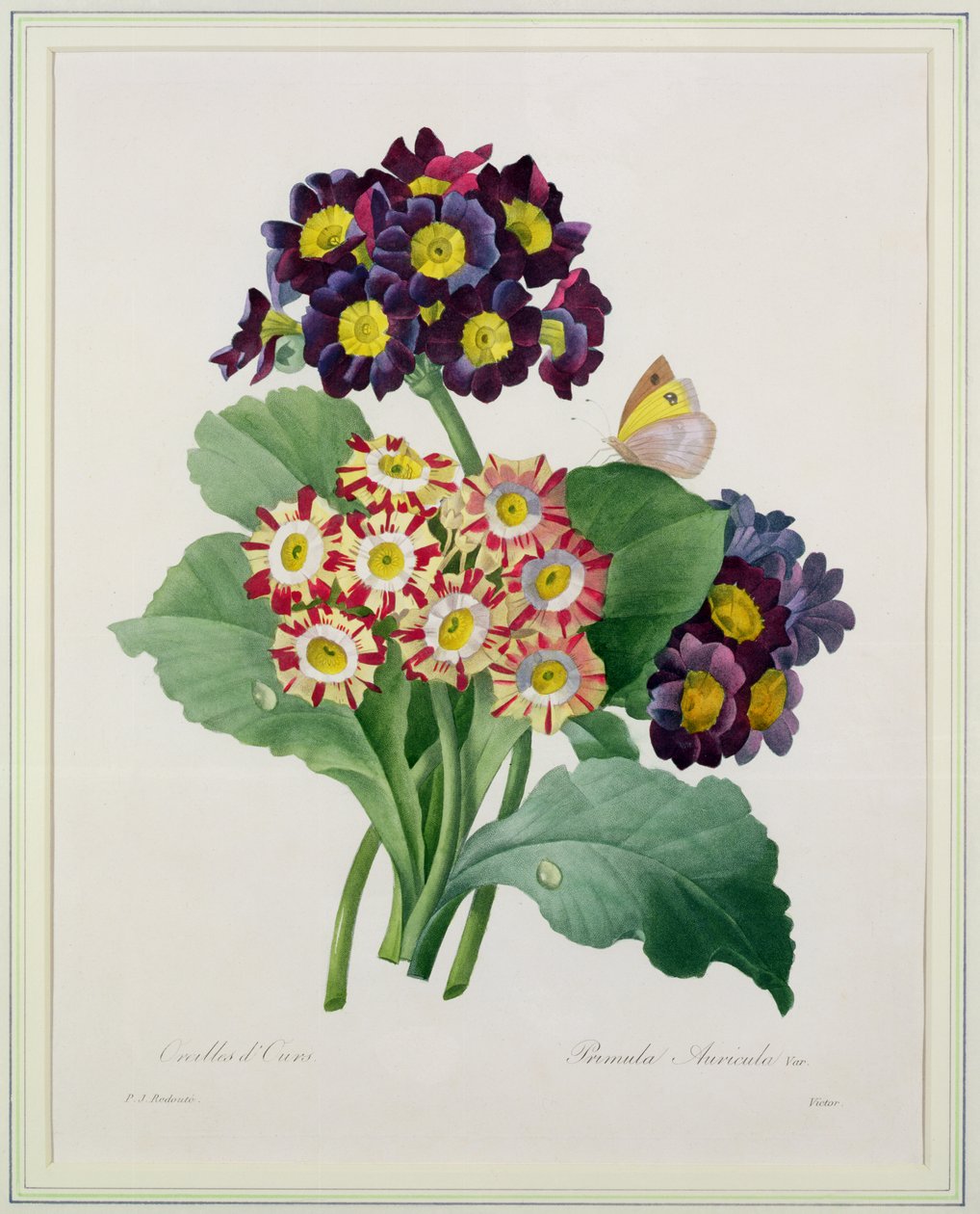 Primula auricula, graverad av Victor, från "Choice of the Most Beautiful Flowers", 1827 av Pierre Joseph Redouté