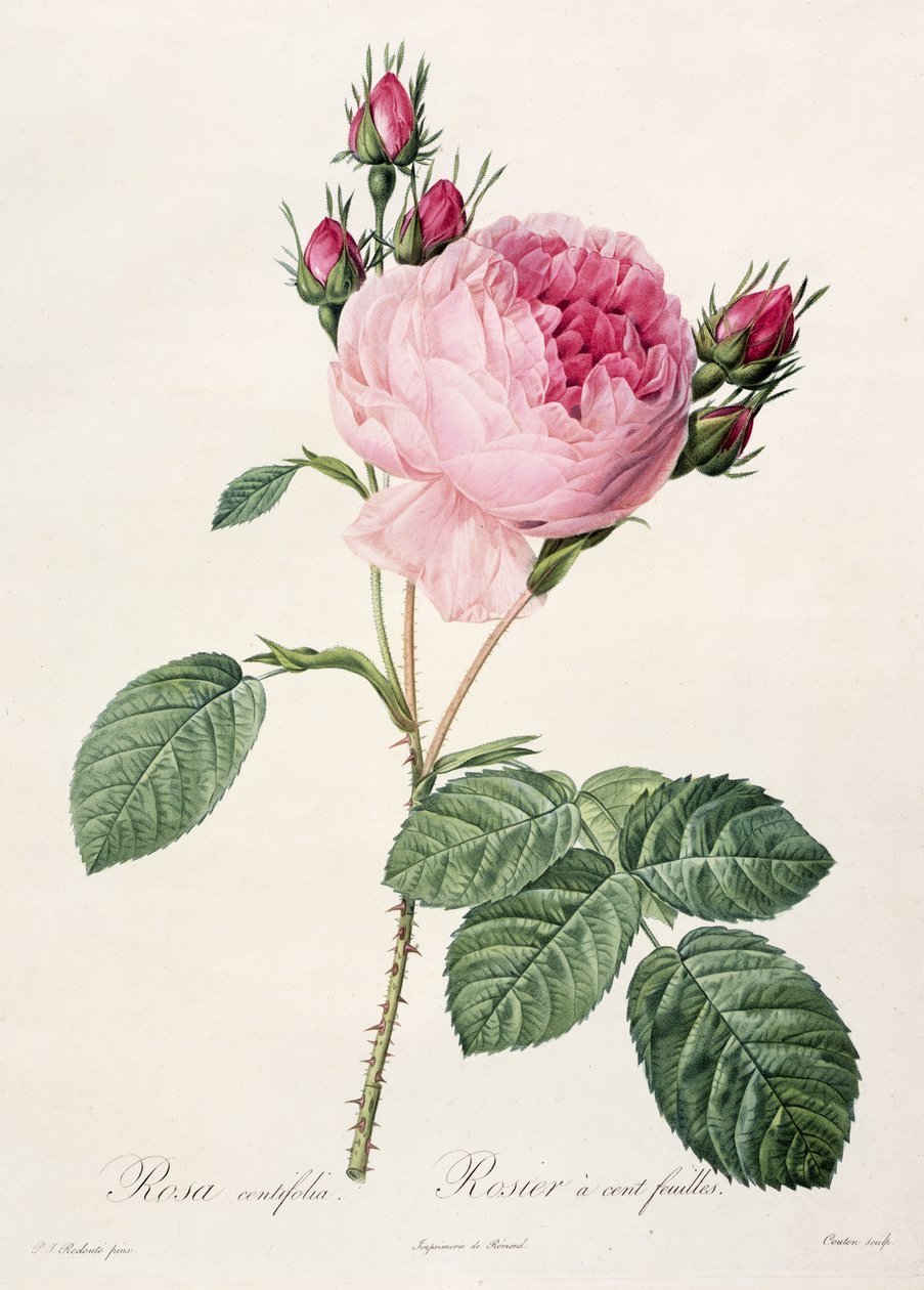 Rosa Centifolia, från 