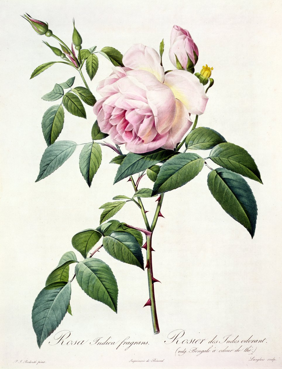 Rosa Indica Fragrans, graverad av Langlois, utgiven av Remond av Pierre Joseph Redouté