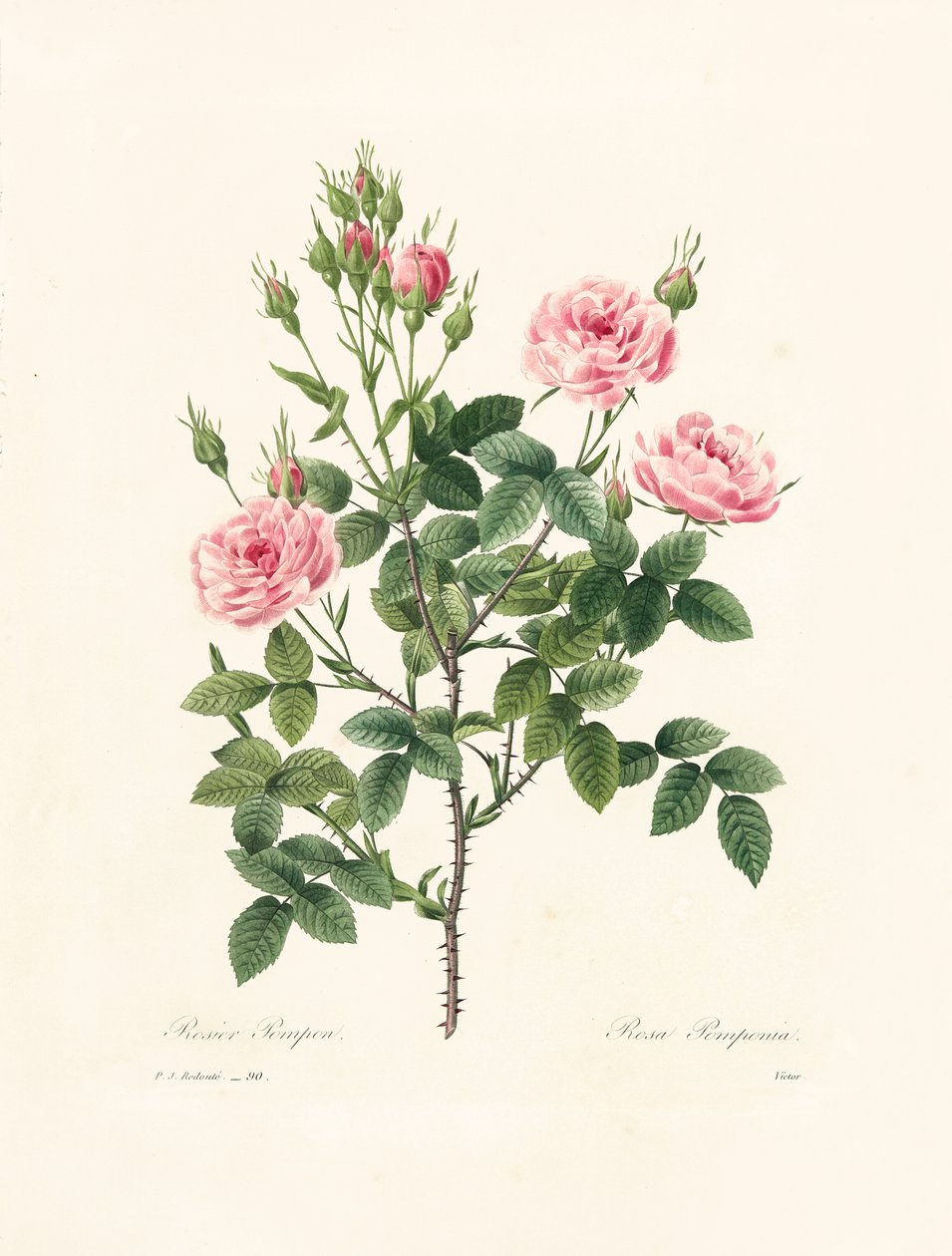 Rosa Pomponia, graverad av Victor, från "Choix des Plus Belles Fleurs et des Plus Beaux Fruits", Vol. I, 1827-33. av Pierre Joseph Redouté