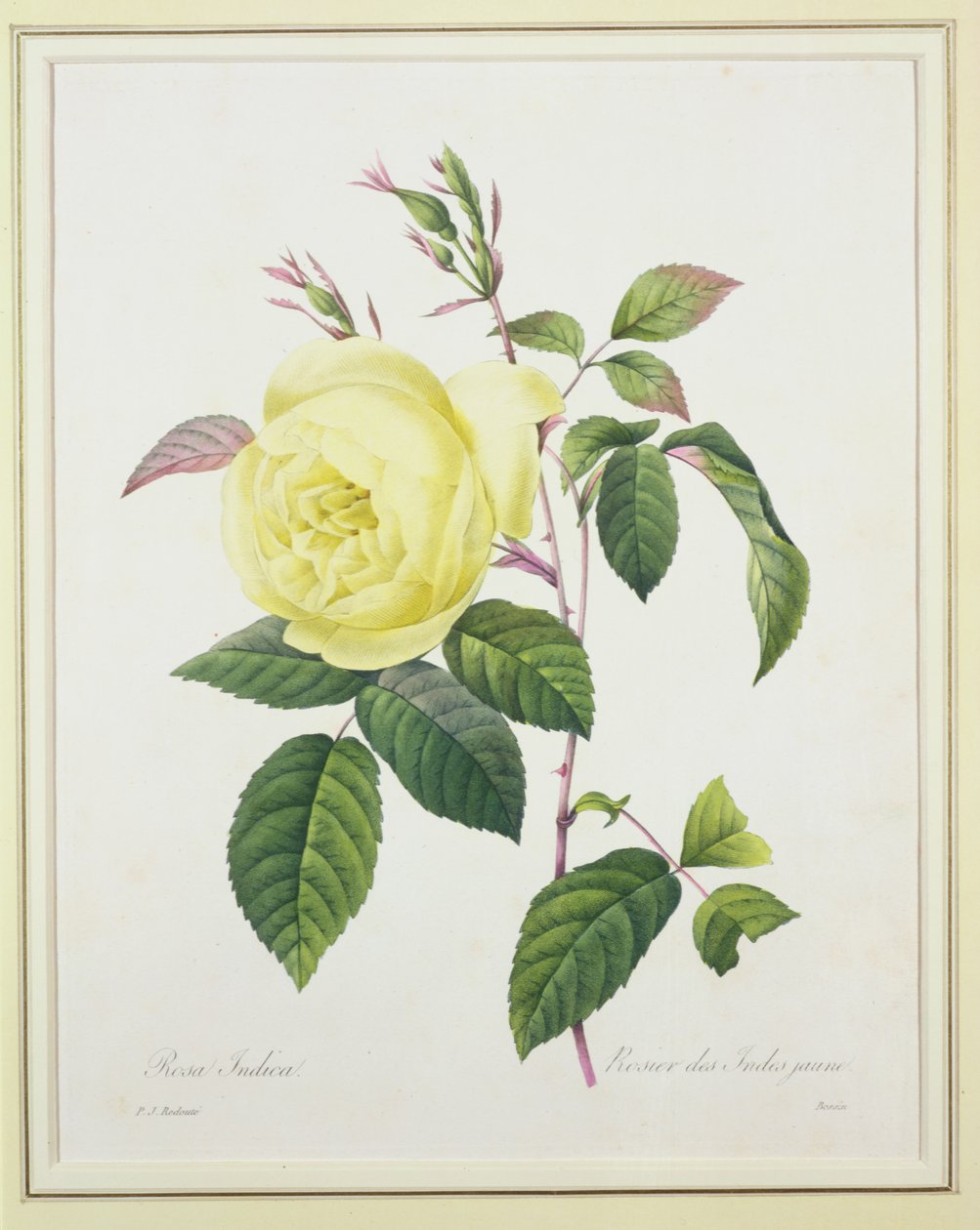 Rosa indica, graverad av Bessin, från 