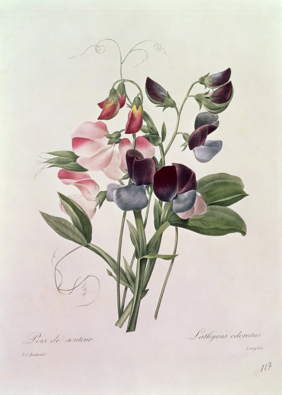 Sweet Peas (Lathyrus odoratur) graverad av Langlois, från "Choice of the Most Beautiful Flowers", 1827-33 av Pierre Joseph Redouté