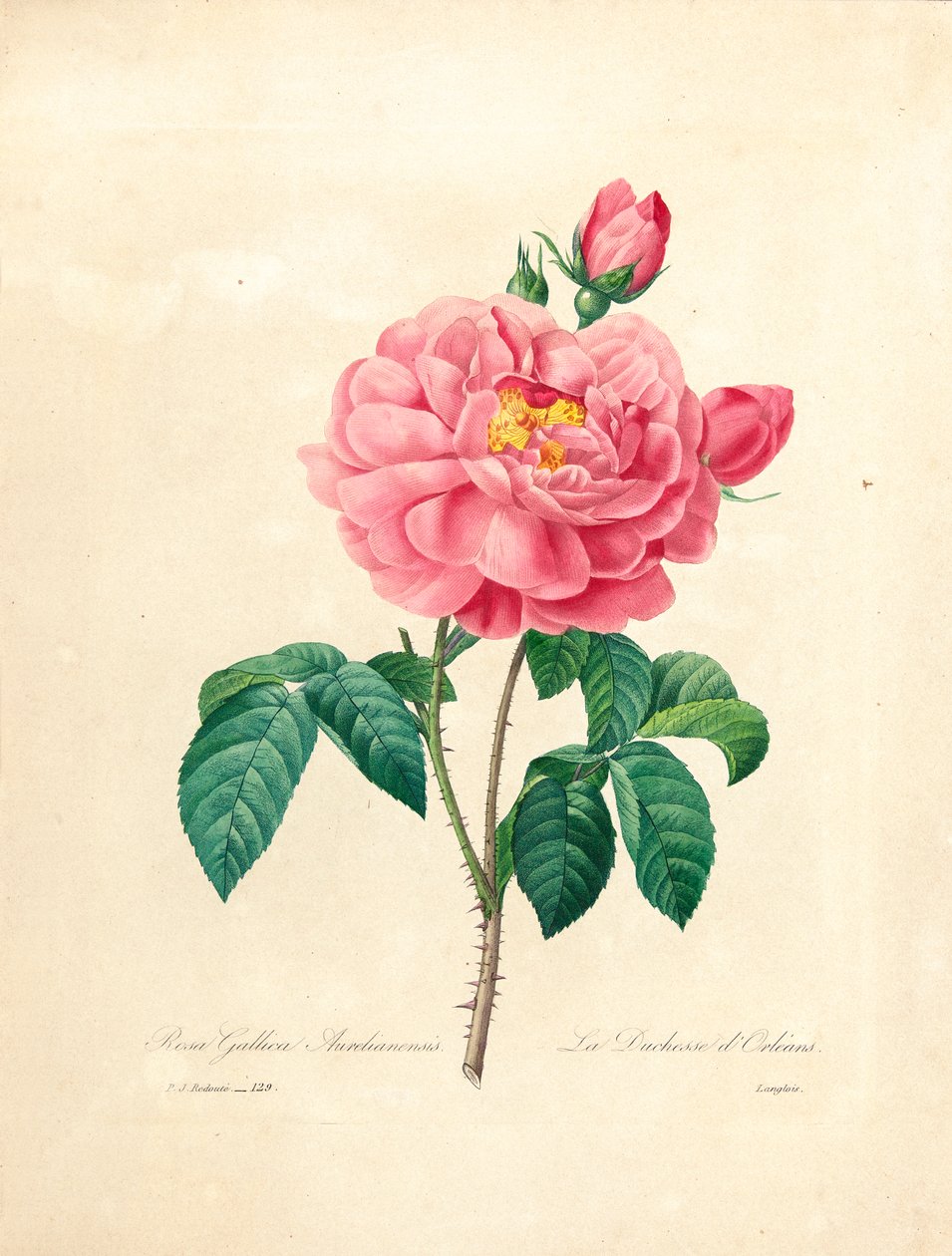 Hertiginnan av Orleans Rose, graverad av Langlois, från "Val av de vackraste blommorna och de vackraste frukterna", Vol. I, 1827-33 av Pierre Joseph Redouté