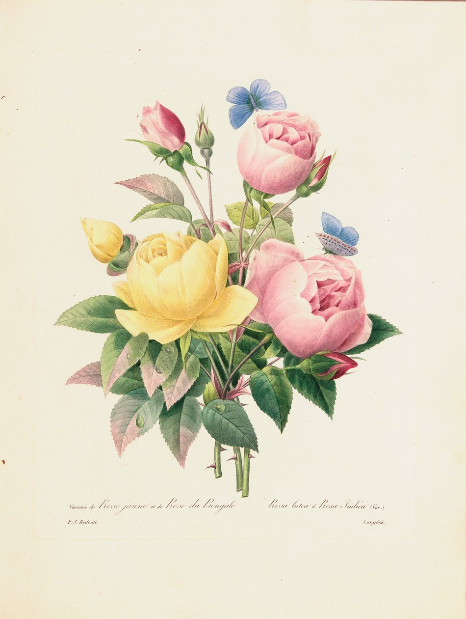 Variation av gula rosor och bengaliska rosor, graverad av Langlois, från "Choix des Plus Belles Fleurs et des Plus Beaux Fruits", Vol. I, 1827-33. av Pierre Joseph Redouté