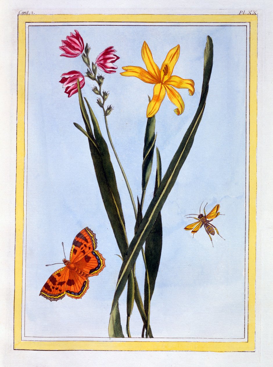 Sydamerikanska Ixia, ca 1766 (handfärgad gravyr) av Pierre Joseph Buchoz