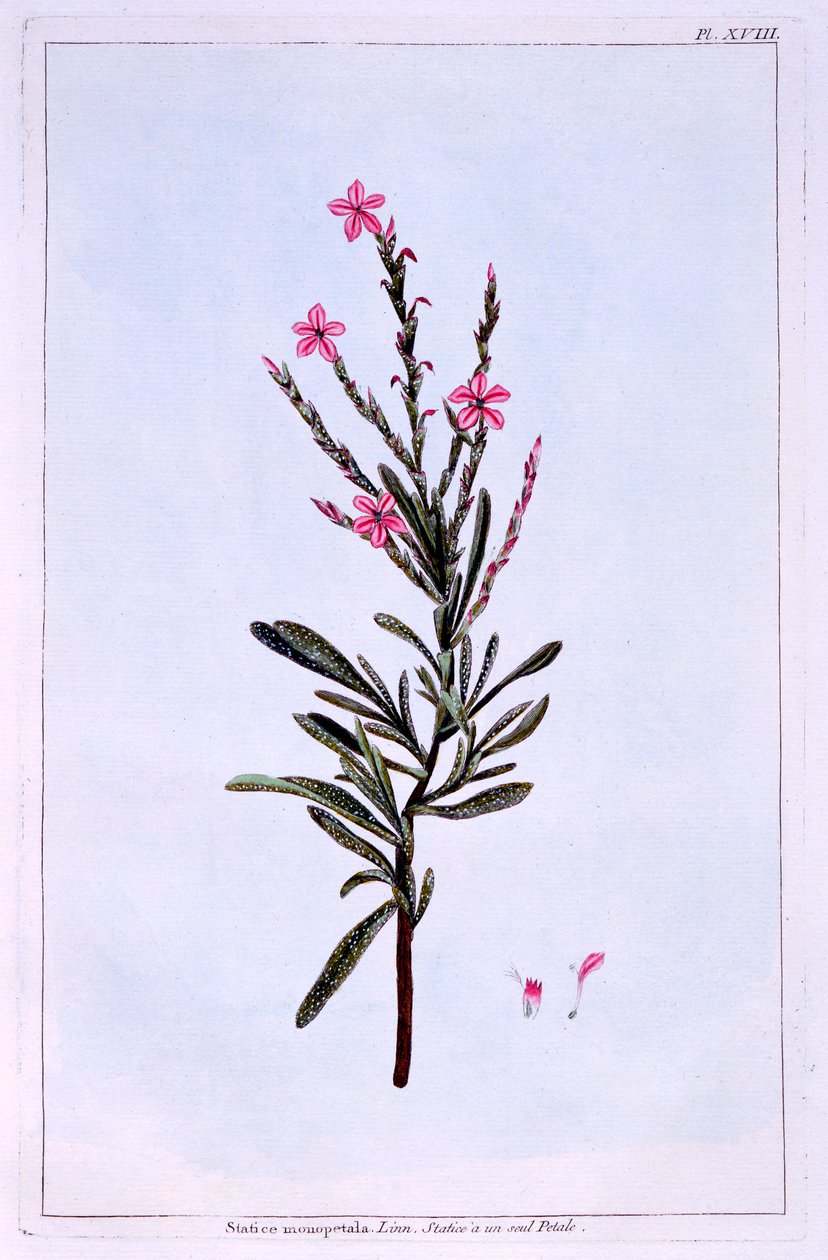 Statice, Phyllostachys spicata av Pierre Joseph Buchoz