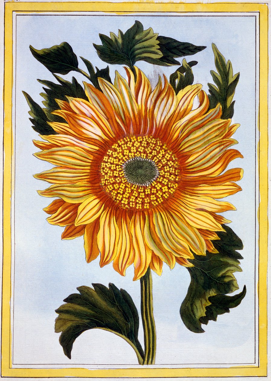 Solros, ca 1766 (handkolorerad gravyr) av Pierre Joseph Buchoz
