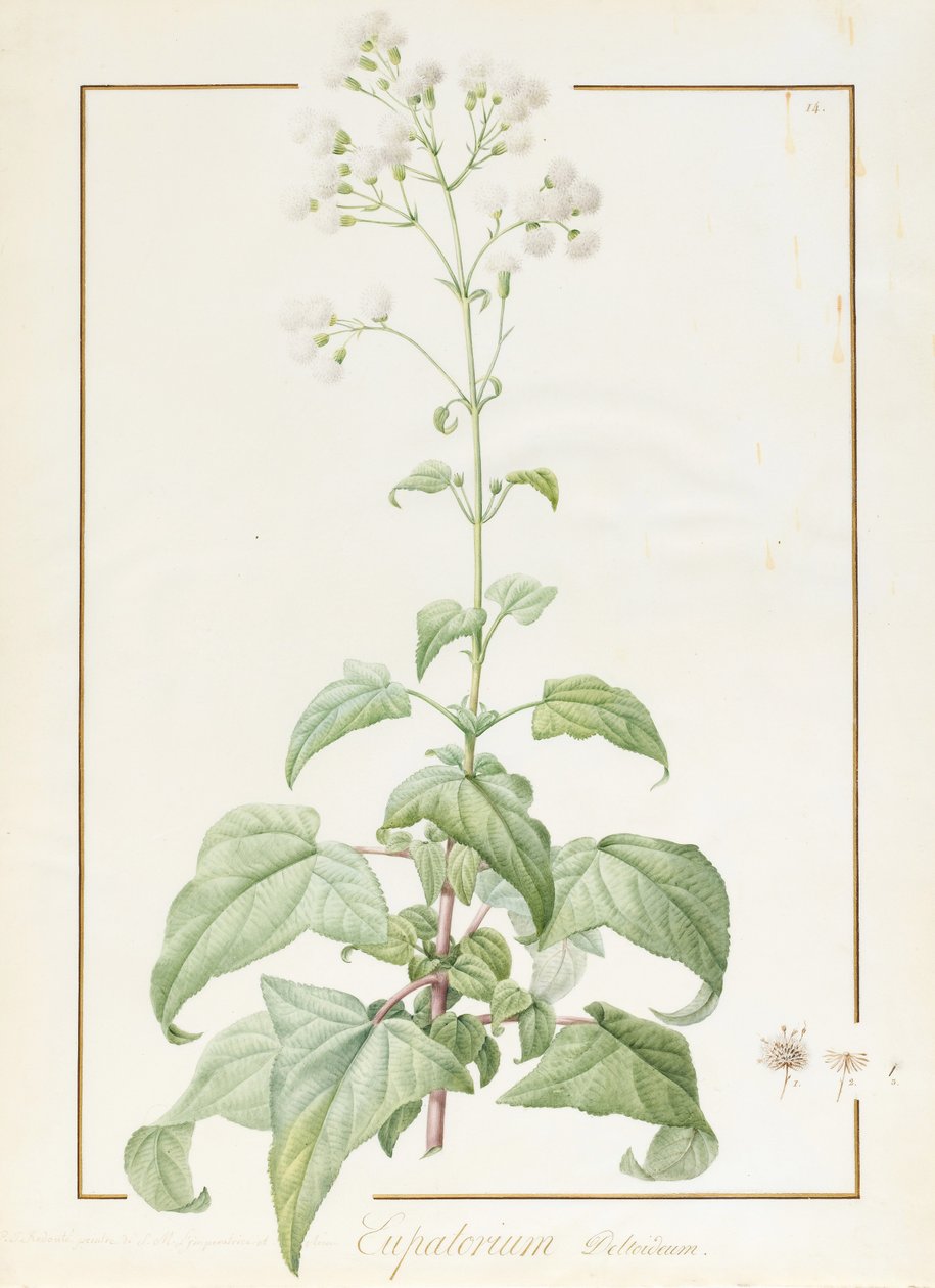 Eupatorium Deltoideum (wc och kroppsfärg över spår av grafit på veläng) av Pierre Joseph Redouté