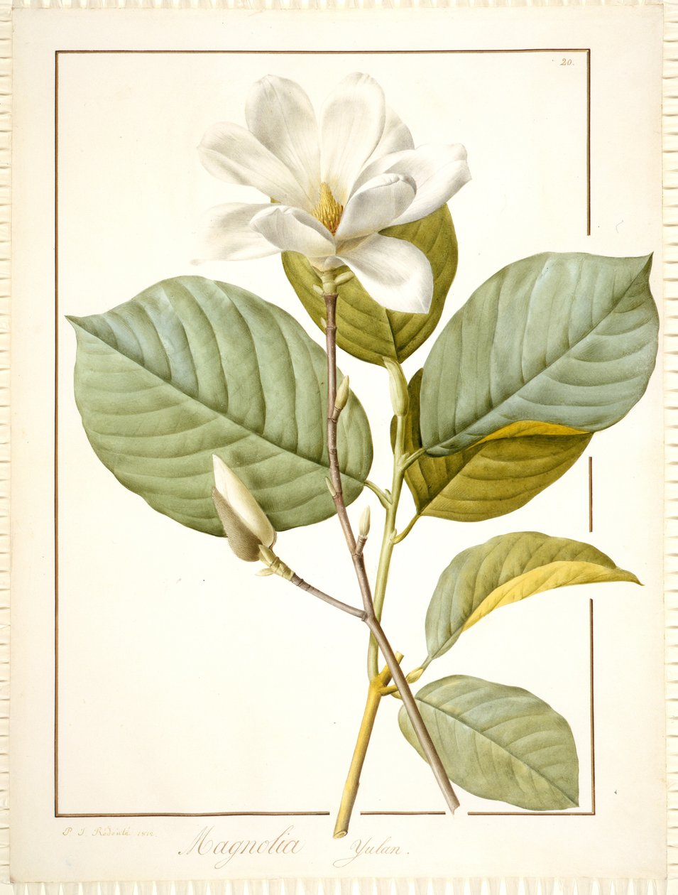 Magnolia Yulan, Magnolia Denudata, 1812 (wc och kroppsfärg över spår av grafit på veläng) av Pierre Joseph Redouté