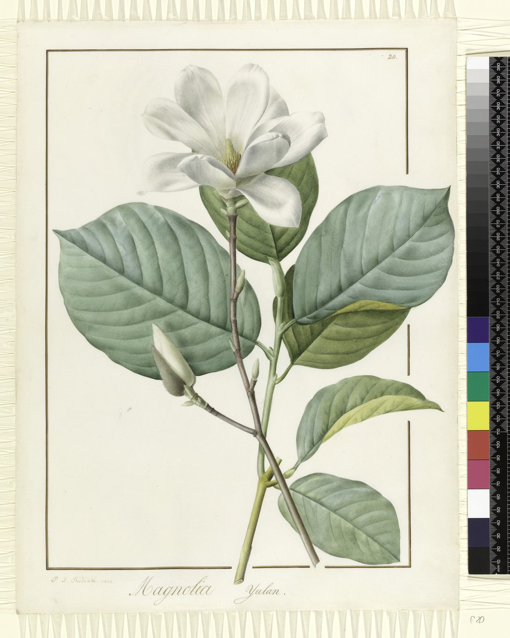 Magnolia yulan Magnolia denudata, 1812 av Pierre Joseph Redouté