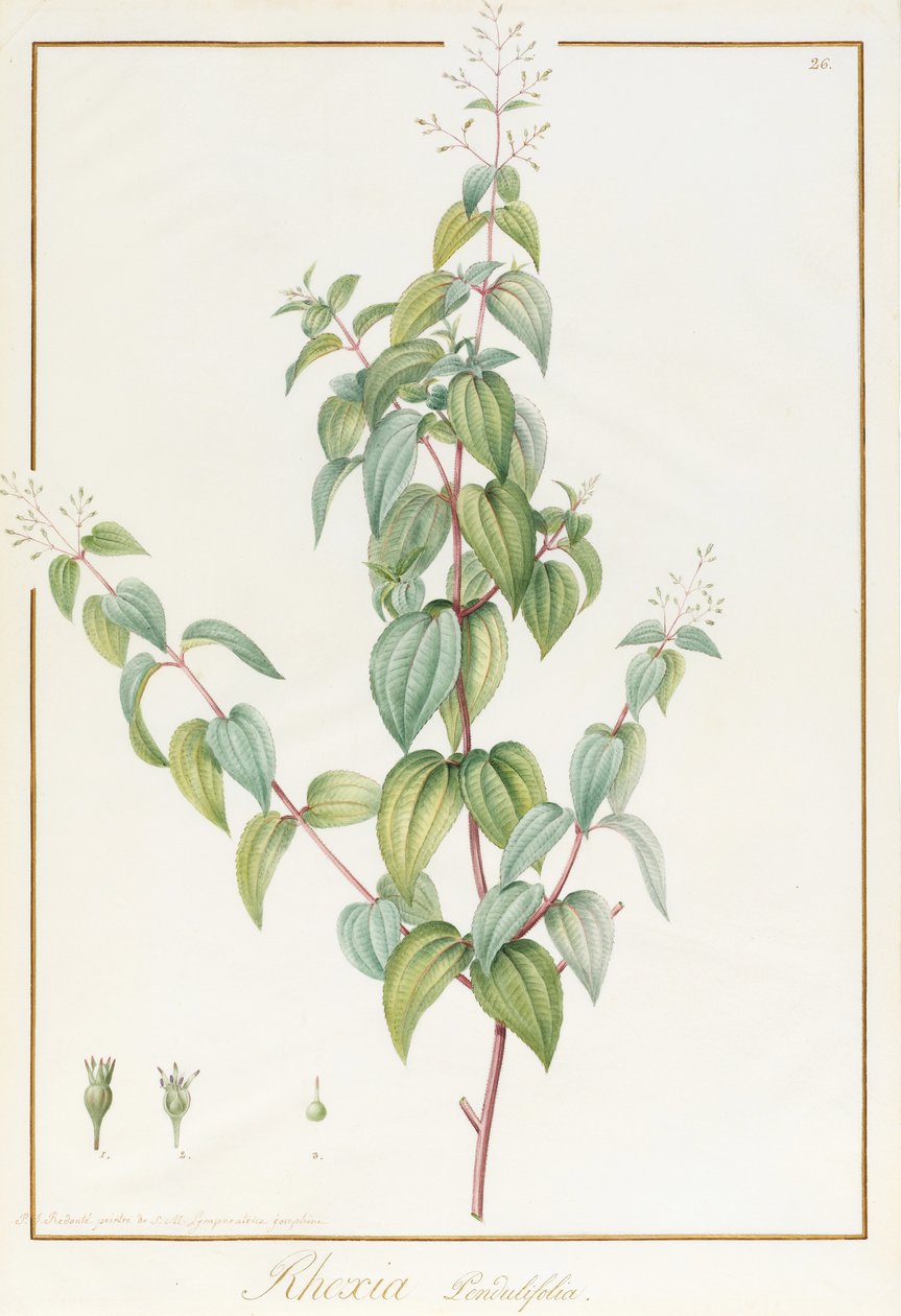 Rhexia Pendulifolia (wc och kroppsfärg över spår av grafit på veläng) av Pierre Joseph Redouté