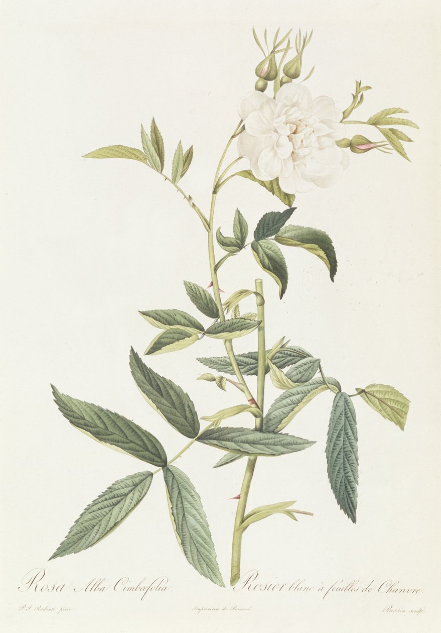 Rosa Alba Cimbaefolia av Pierre Joseph Redouté