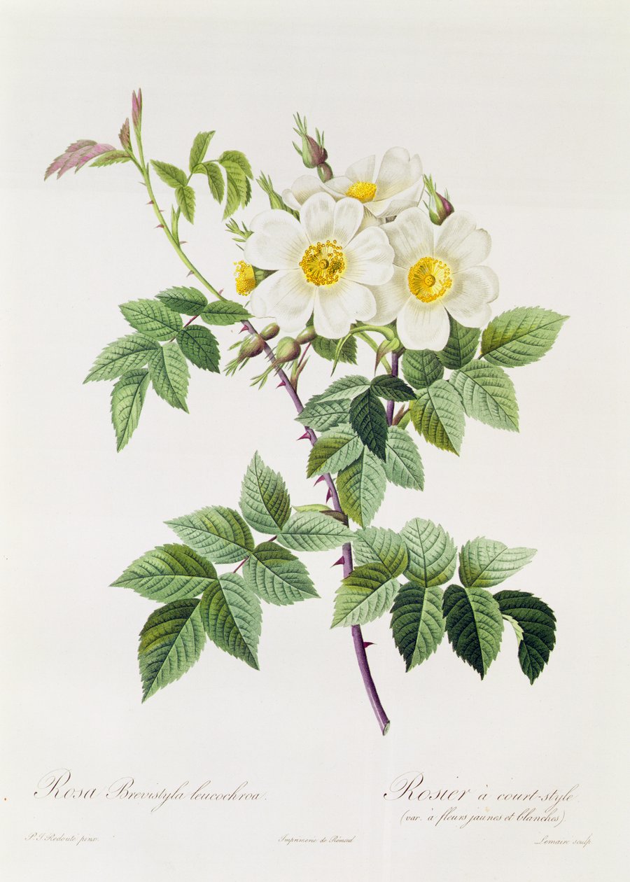 Rosa Brevistyla Leucochroa av Pierre Joseph Redouté