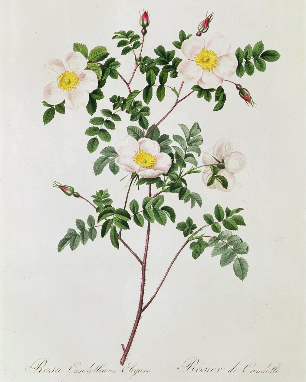 Rosa Candolleana Elegans av Pierre Joseph Redouté