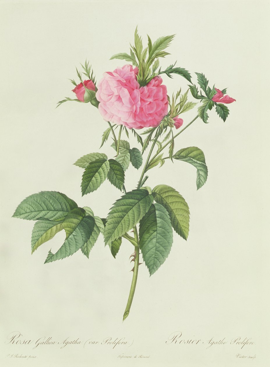 Rosa Gallica Agatha Prolifera av Pierre Joseph Redouté