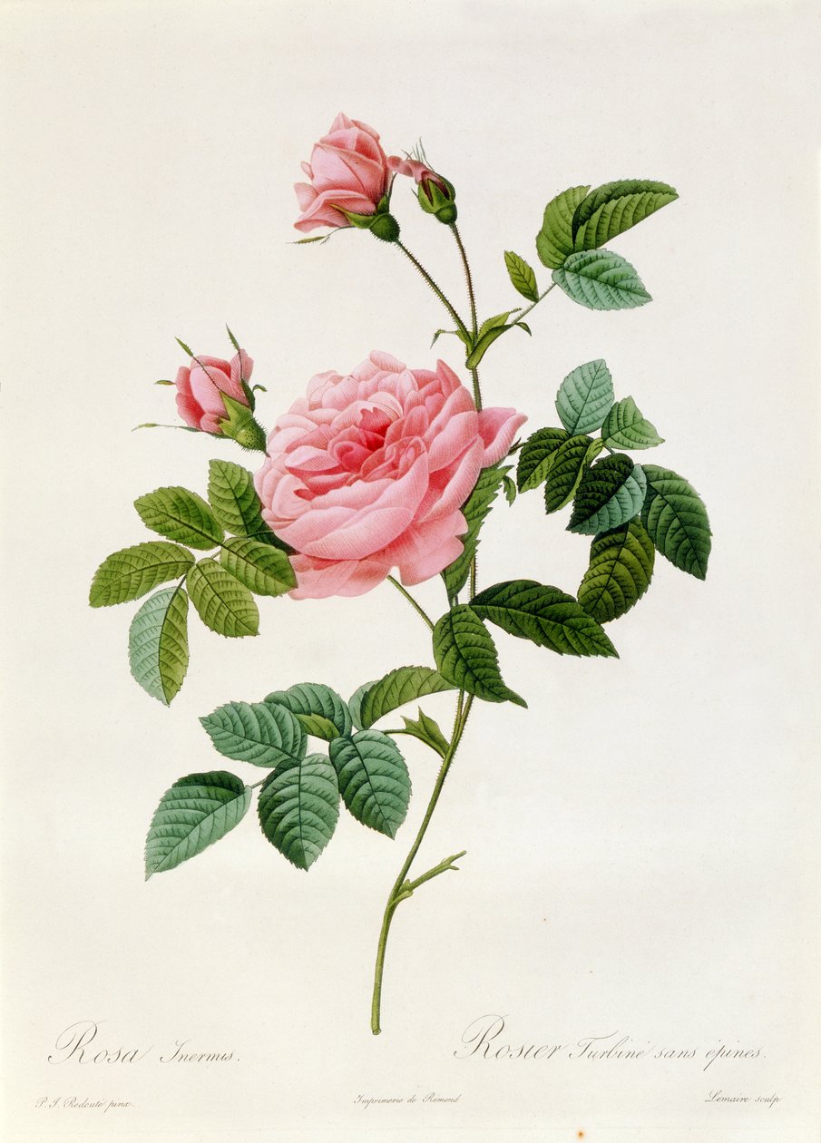 Rosa Inermis av Pierre Joseph Redouté