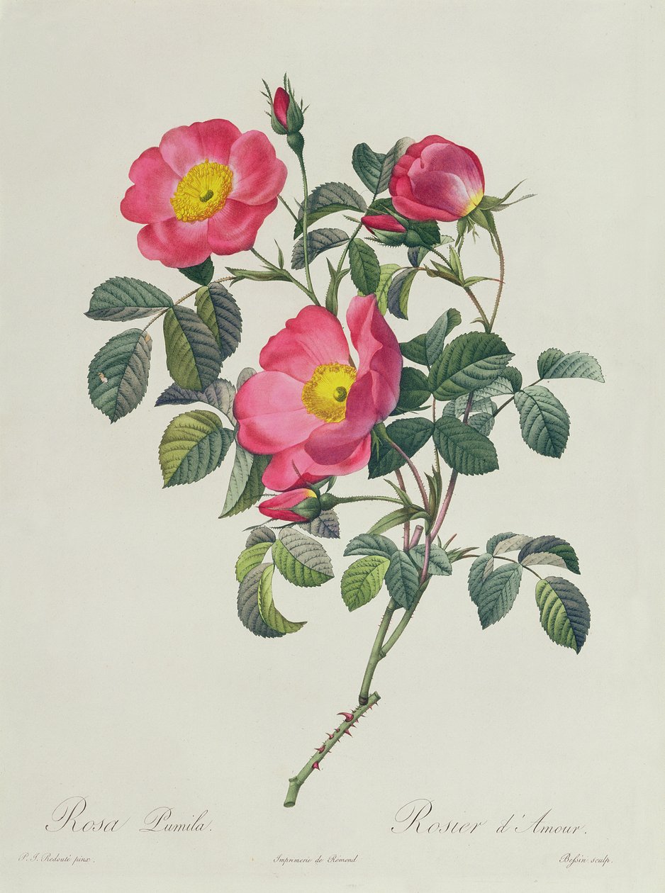 Rosa lumila av Pierre Joseph Redouté