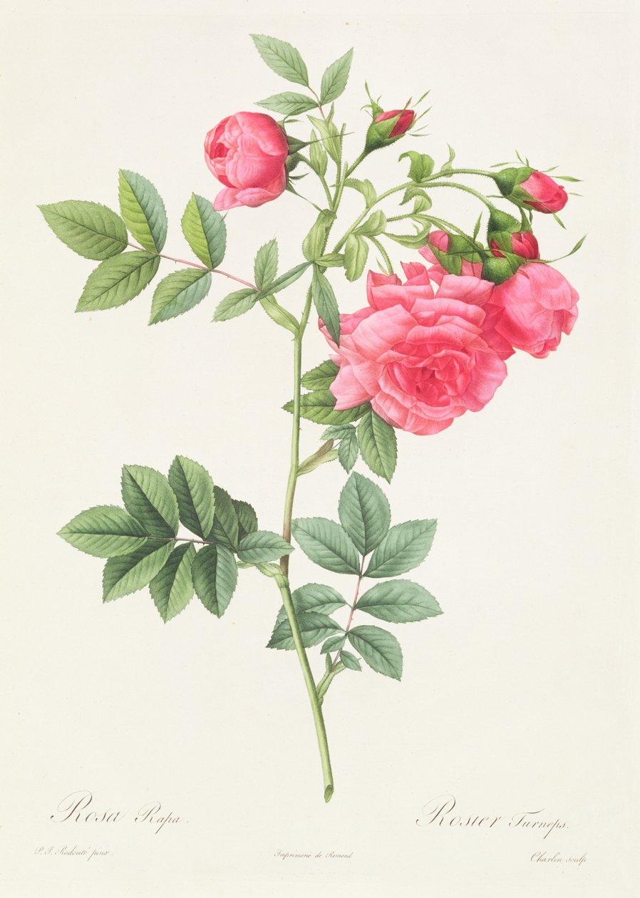 Rosa Pimpinellifolia Flore Variegato av Pierre Joseph Redouté
